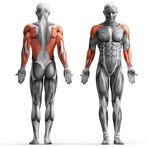 Стойка блочная пристенная на свободном весе c cидением Marbo Sport MH-W102 2.0