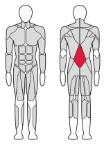 Тренажер Разгибатель спины XR135 